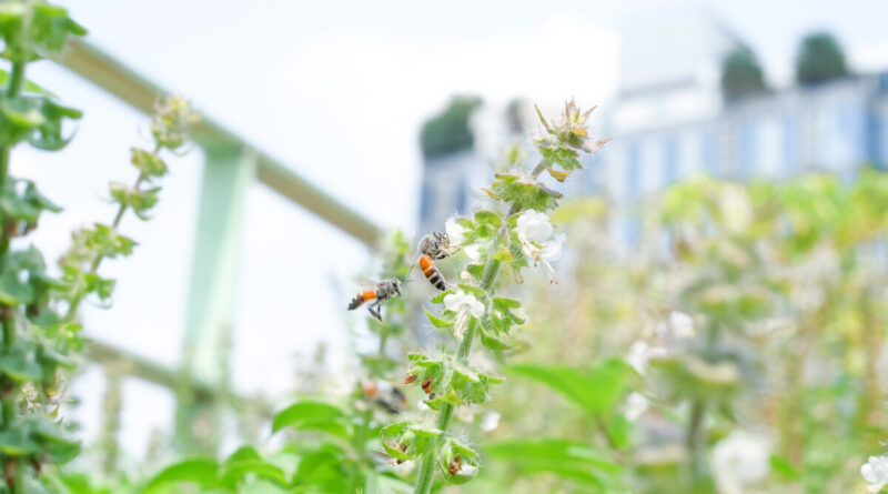 Green Roofs